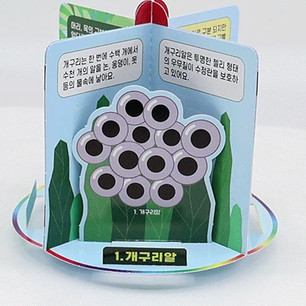 생물탐구생물실험생명주기학습 관찰학습과학탐구양서류한살이 초등교육초등3학년개구리한살이 - 상세 이미지 2