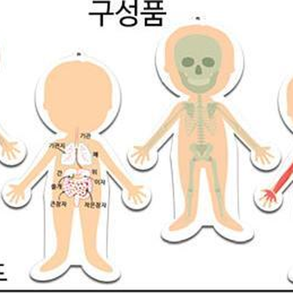 우리의몸구조 인체과학학습카드 인체부위단어스티커붙이기 1개입 - 상세 이미지 4