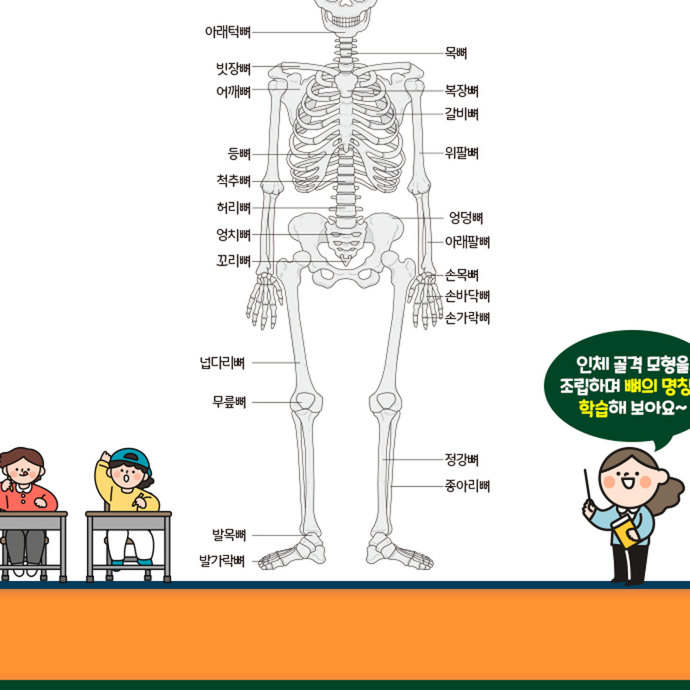 과학교육방과후수업인체구조모형 관절원리초등고학년인체골격모형 몸의뼈과학실험 2인세트 - 상세 이미지 2
