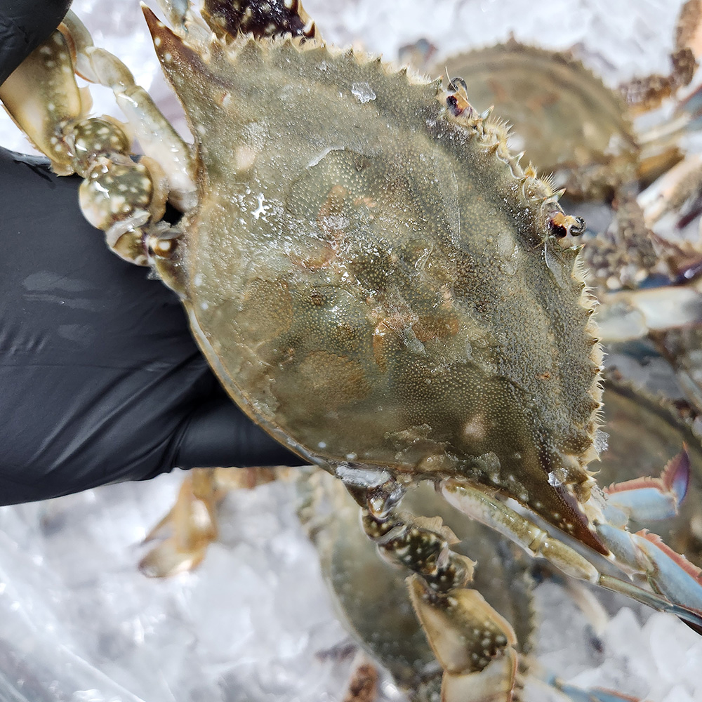 퍼스트프레시 국내산 서해안 알배기 암꽃게 4-6미 1kg, 1개 - 상세 이미지 2