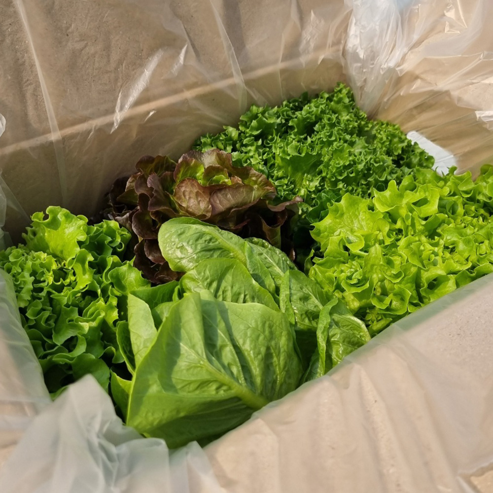토해원 유러피언 샐러드 쌈채소 3종 신선믹스 제철채소 800g 1kg 이미지 6