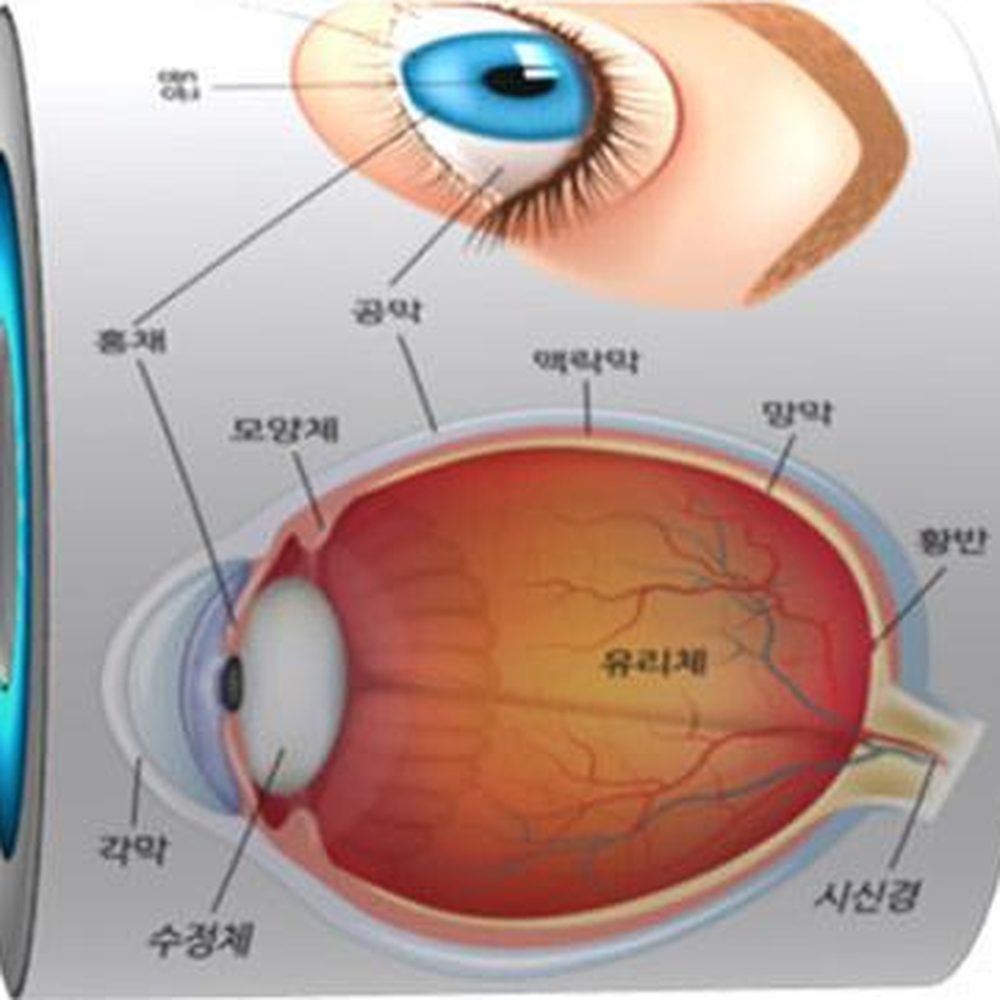 볼록렌즈원통 인체눈구조 안구구조이해 1세트 중등생명과학실험교구 - 상세 이미지 3