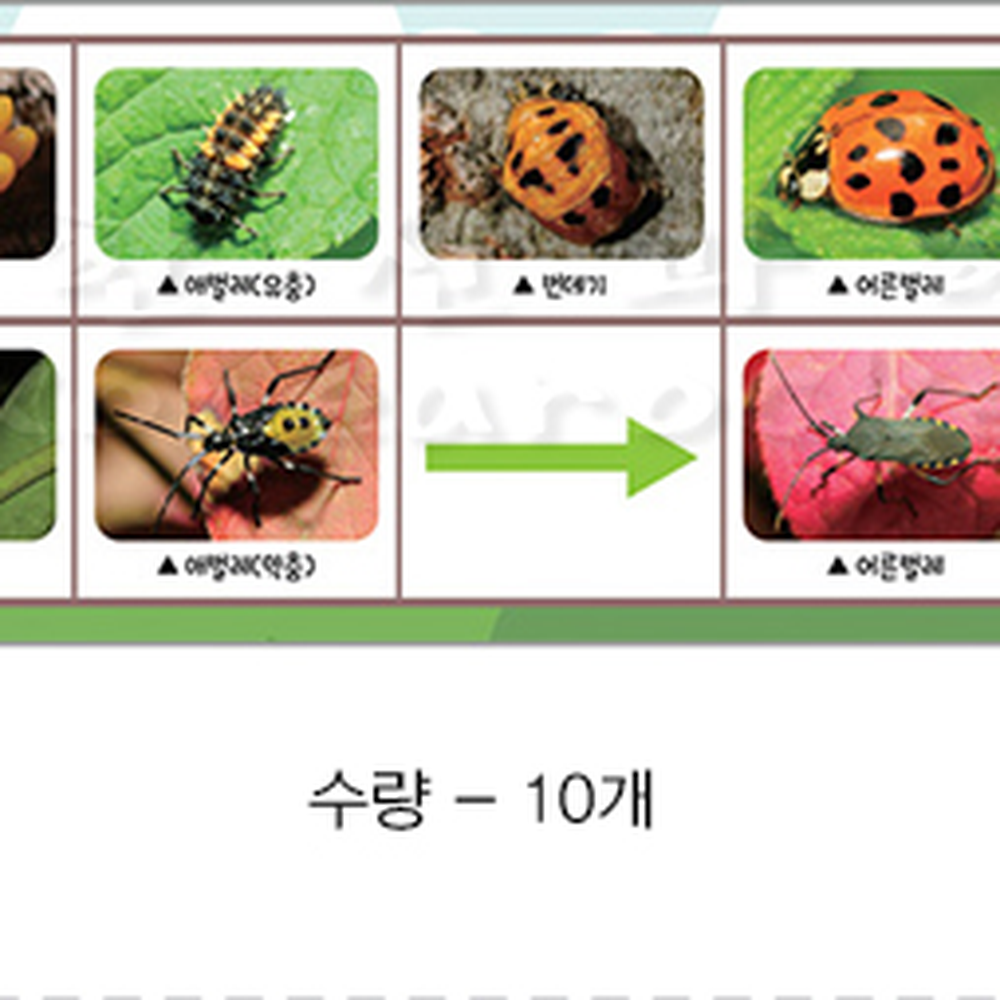플라스틱초등3학년배추흰나비한살이 개별관찰나비한살이키트 초등과학생물관찰 10개 3학년1학기 - 상세 이미지 2