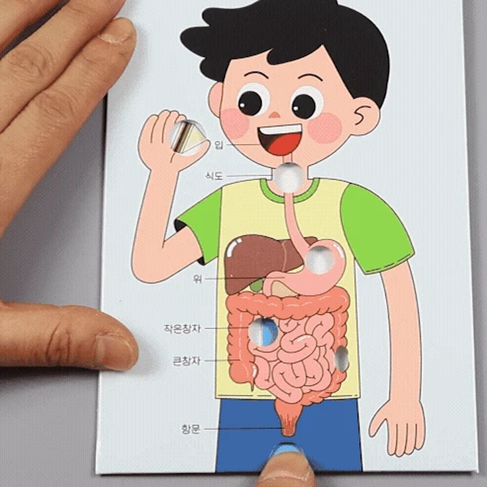 만들기체험방과후수업 교과연계학습생명과학소화과정모형 단계별학습과학실험인체기관모형 4인세트 - 상세 이미지 2