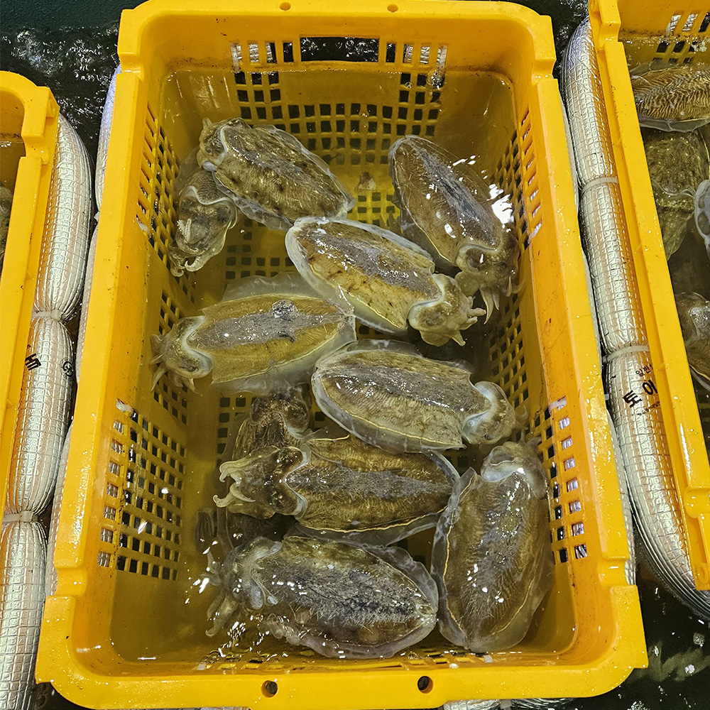 퍼스트프레시 국내산 생물 갑오징어 산지직송 당일조업 2~4미 1kg, 1개 이미지 6