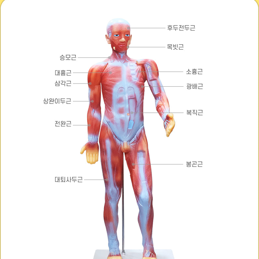 탐구학습늘봄교실 생물관찰인체근육모형 해부학습도구근육해부모형 85cm 85cm모형 - 상세 이미지 3