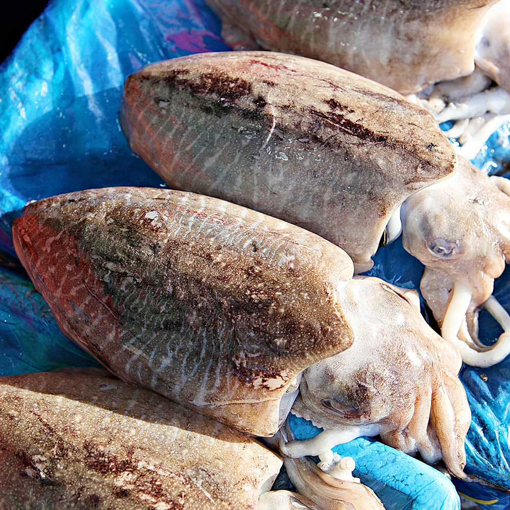퍼스트프레시 국내산 생물 갑오징어 산지직송 당일조업 2~4미 1kg, 1개 - 상세 이미지 2