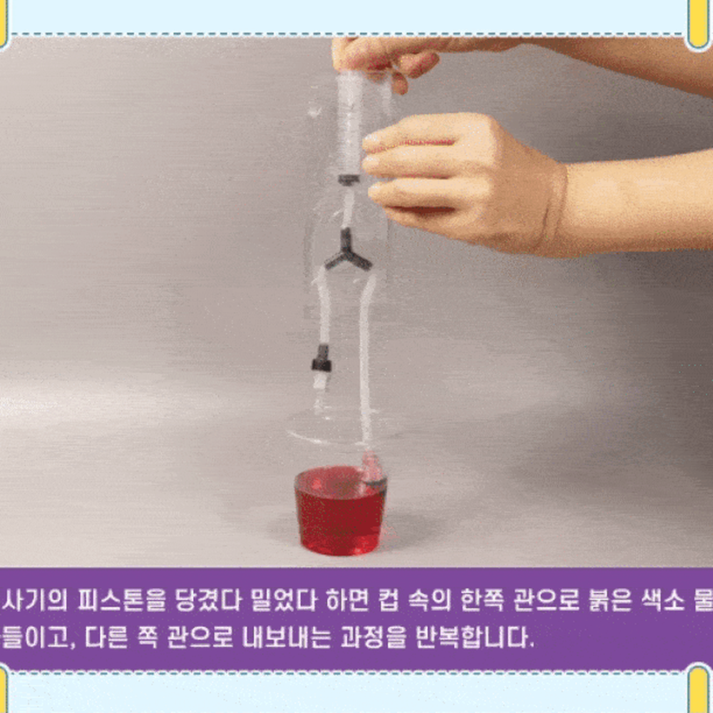 생명과학방과후수업순환기관모형 관찰실험과학실험심장혈관모형 활동자료초등고학년 4인세트 - 상세 이미지 3