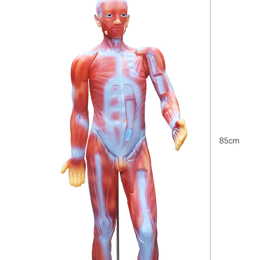 탐구학습늘봄교실 생물관찰인체근육모형 해부학습도구근육해부모형 85cm 85cm모형 - 상세 이미지 2