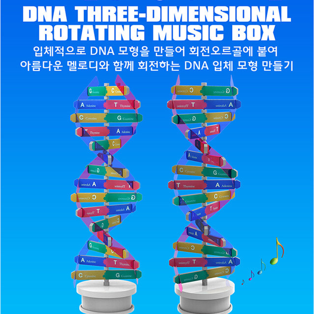 DIY조립초등고학년DNA모형오르골 멜로디감성중등1과학DNA회전모형 생명과학방과후수업 3D입체 - 상세 이미지 4
