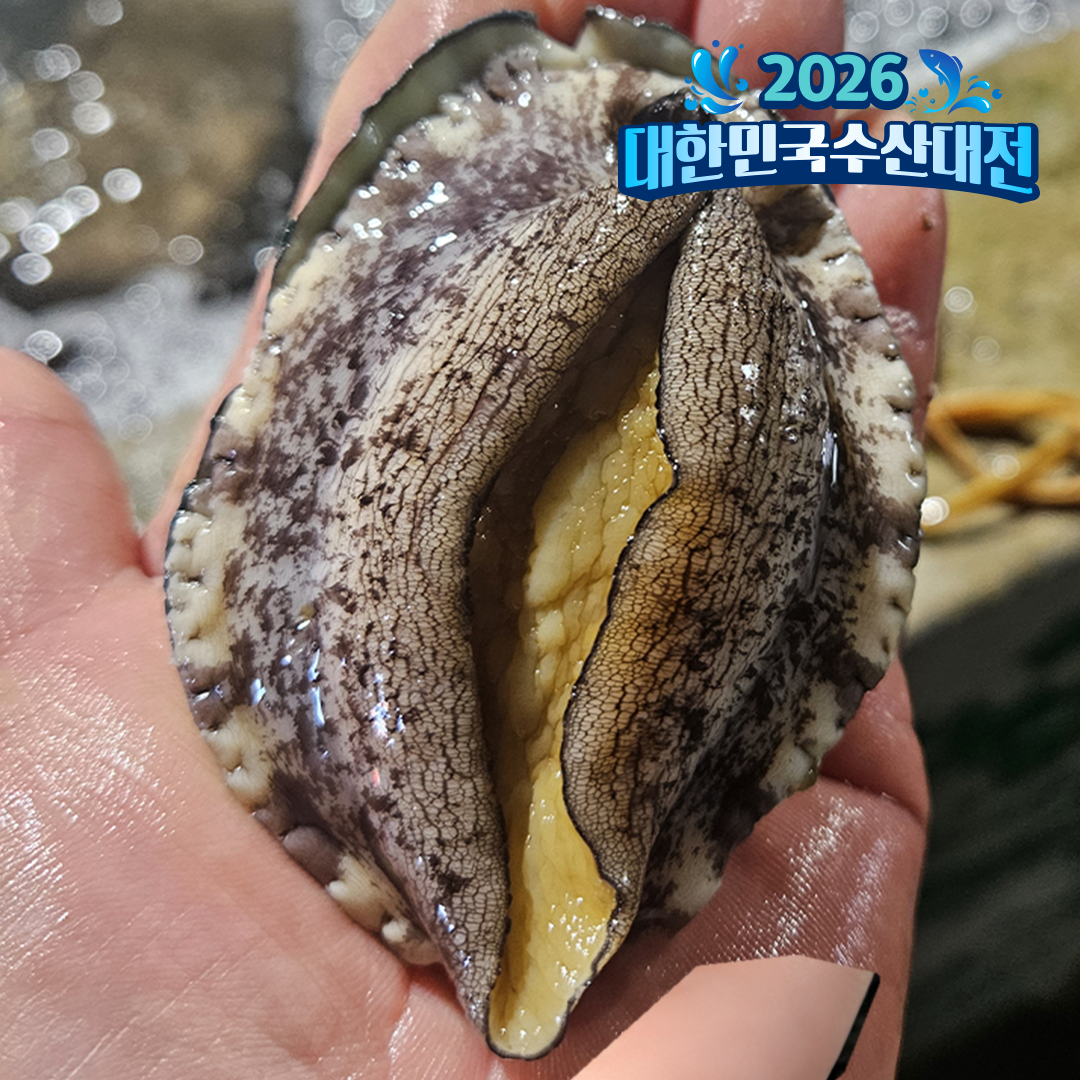 완도 활전복 중사이즈 12미 15미 산소포장 이유식 전복죽 친절한어부씨 - 상품 이미지