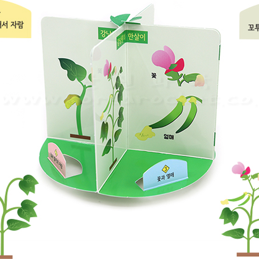 회전식관찰판초등저학년과학강낭콩한살이키트 자기주도학습늘봄교실강낭콩관찰키트 탐구학습유발방과후수업 - 상세 이미지 3