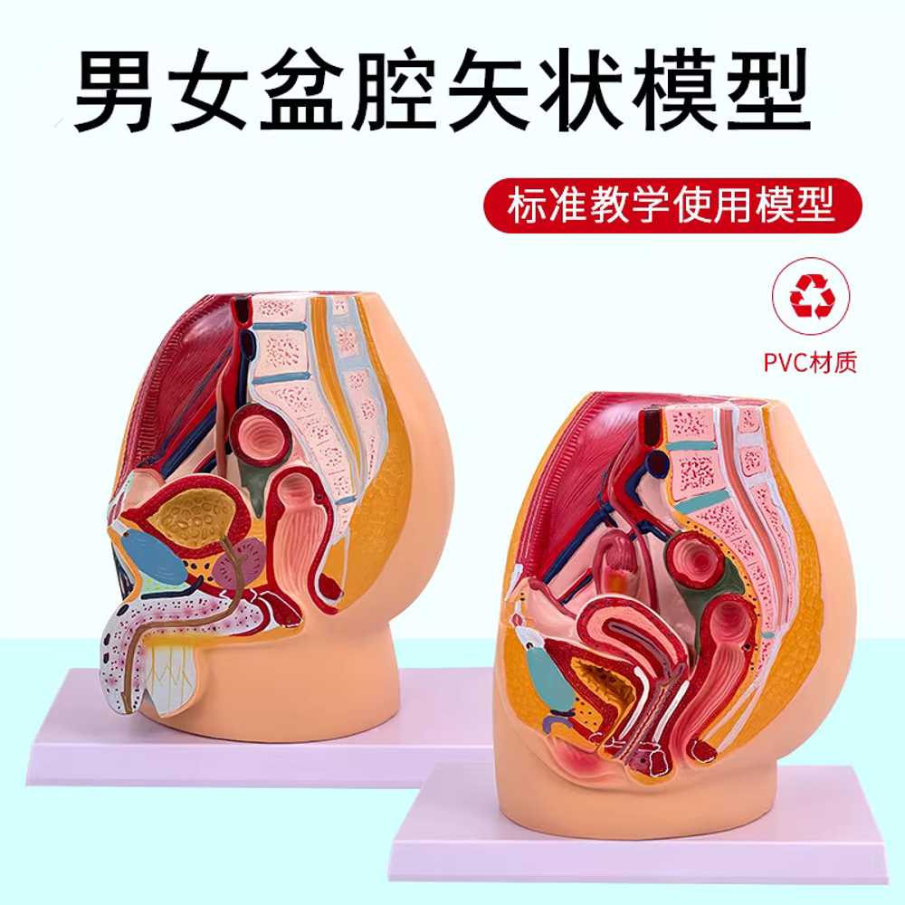 태아 모형 두개골모형 발달과정 여자 교육 태아모형 9개월 임신 모델 - 상세 이미지 2