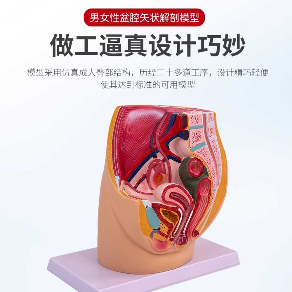 태아 모형 두개골모형 발달과정 여자 교육 태아모형 9개월 임신 모델 - 상세 이미지 5