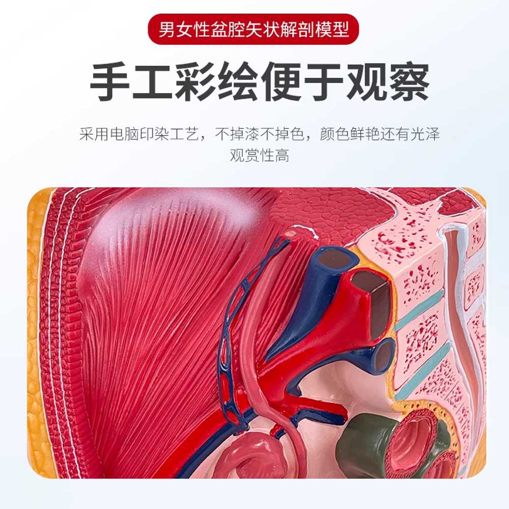 태아 모형 두개골모형 발달과정 여자 교육 태아모형 9개월 임신 모델 - 상세 이미지 4