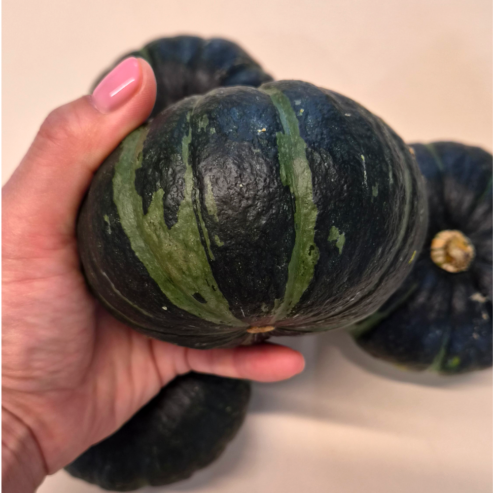 제주 미니 단호박 제주 보우짱 단호박 밤호박 26년 햇 특품 로얄과 소, 5kg, 1개 - 상세 이미지 4
