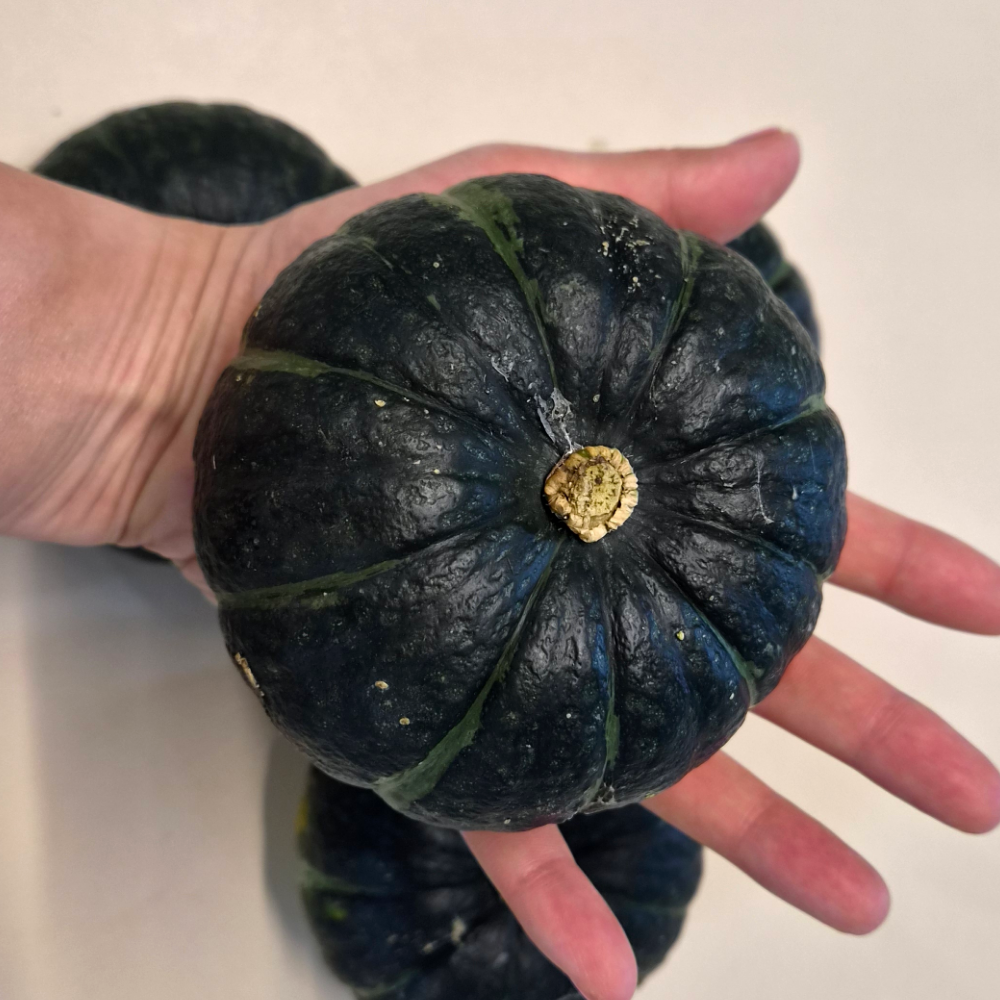 제주 미니 단호박 제주 보우짱 단호박 밤호박 26년 햇 특품 로얄과 소, 3kg, 1개 이미지 8
