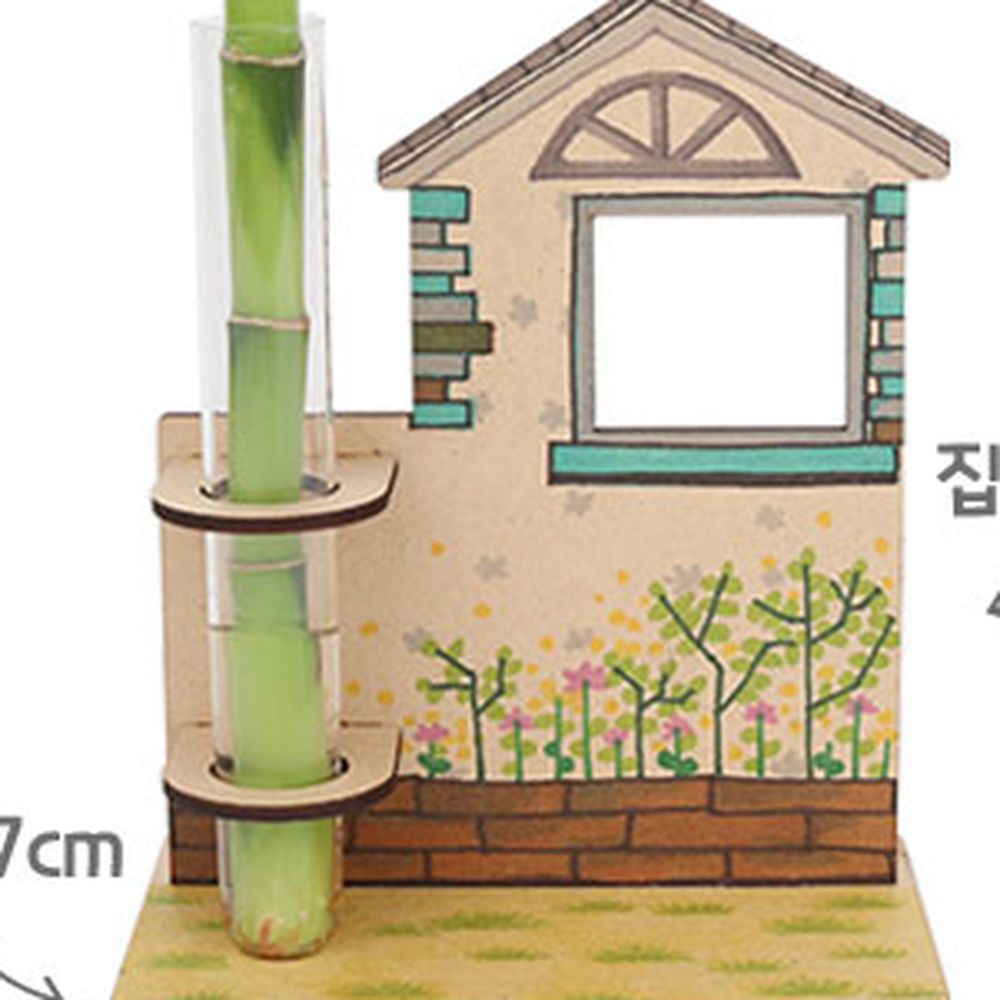 MDF조립만들기키트개운죽키우기 생물키우기식물관찰MDF개운죽 홈가드닝초등저학년 - 상세 이미지 3