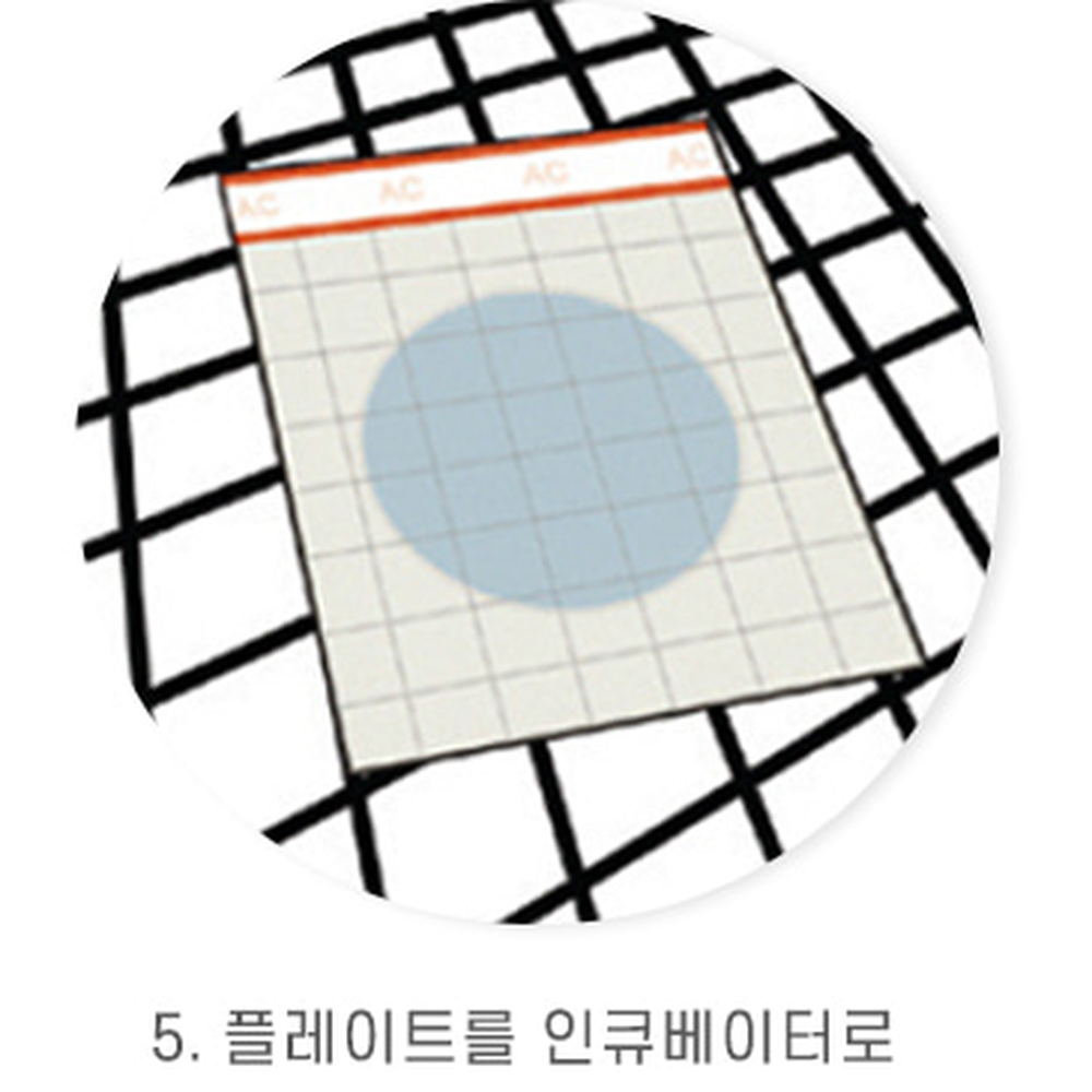 링타입수질검사용미생물배지 하드케이스식품검사용배양배지 정확분석방과후수업 25개입 건조 필름 배지(일반세균용/25개입) - 상세 이미지 3