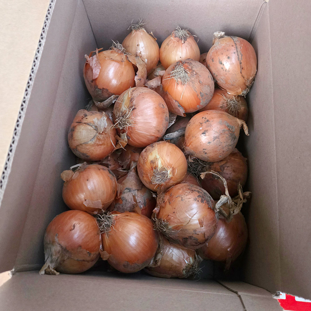 퍼스트프레시 산지직송 경북 고령 양파 특대, 5kg, 1개 - 상품 이미지