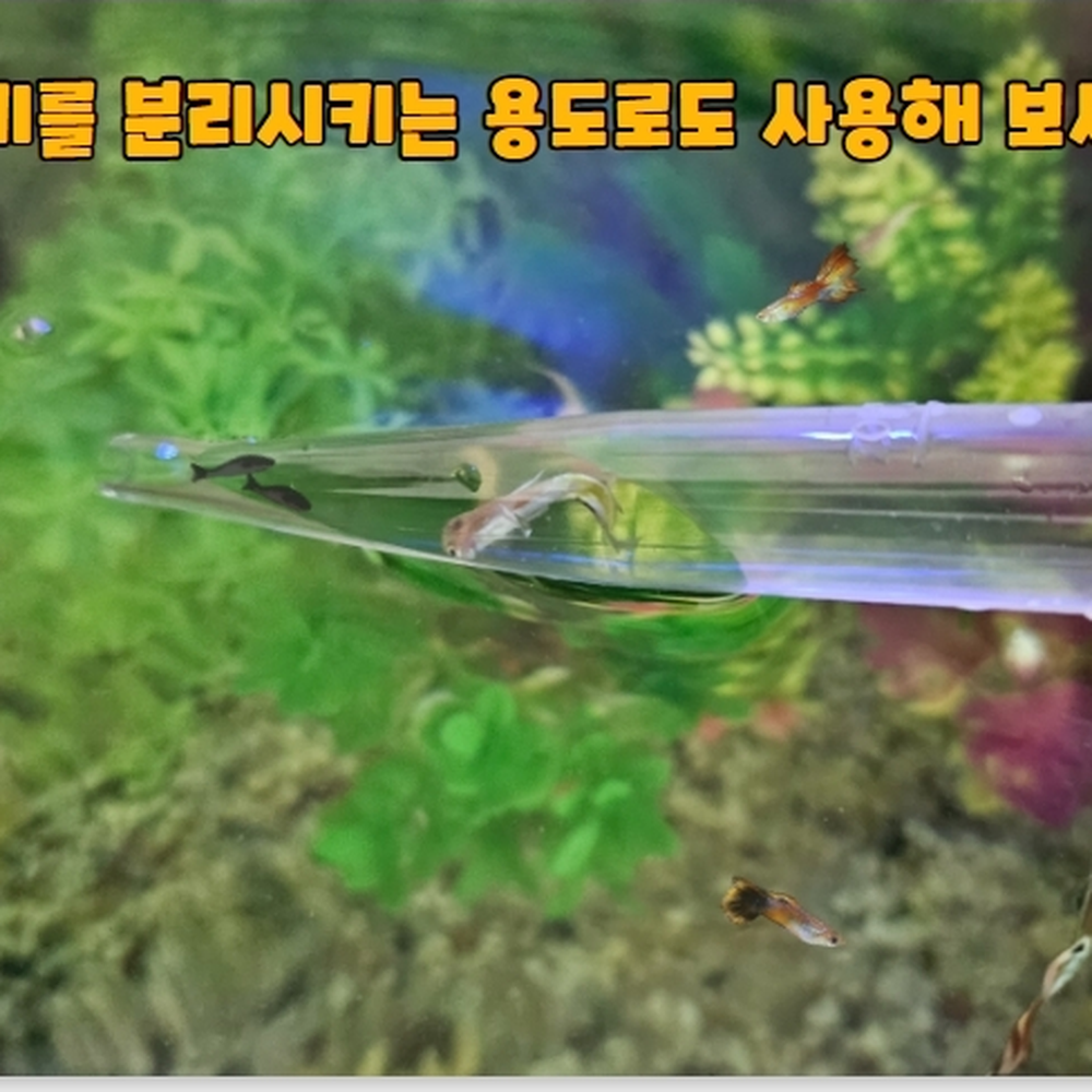 대형스포이드 어항바닥청소스포이드 치어새우분리이동 30ml 이미지 6