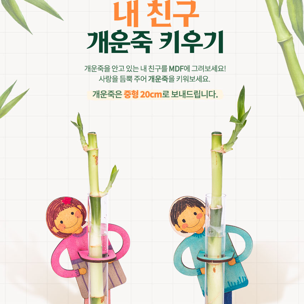 MDF조립만들기체험개운죽키우기 관찰일지실내원예개운죽화분 DIY재배반려식물 - 상세 이미지 2