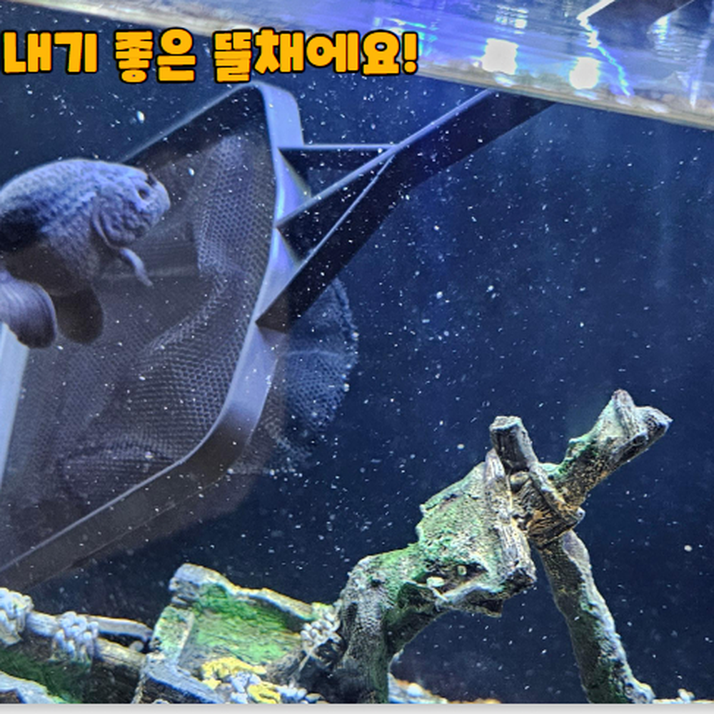 고리걸이 이물질제거어항뜰채 수조레이아웃정리어항뜰채 대형 - 상세 이미지 5