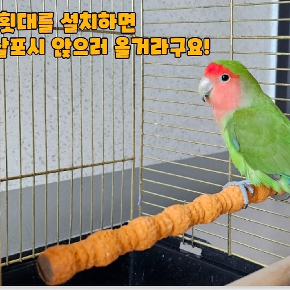 모래횟대 반려조류스트레스해소부리갈이 훈련교감도구횟대 대 - 상세 이미지 4