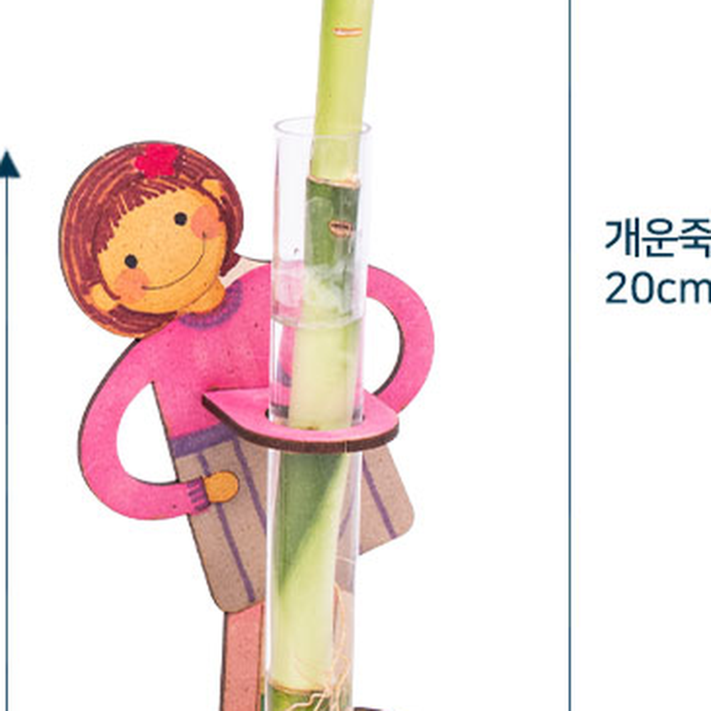 MDF조립만들기체험개운죽키우기 관찰일지실내원예개운죽화분 DIY재배반려식물 - 상세 이미지 3
