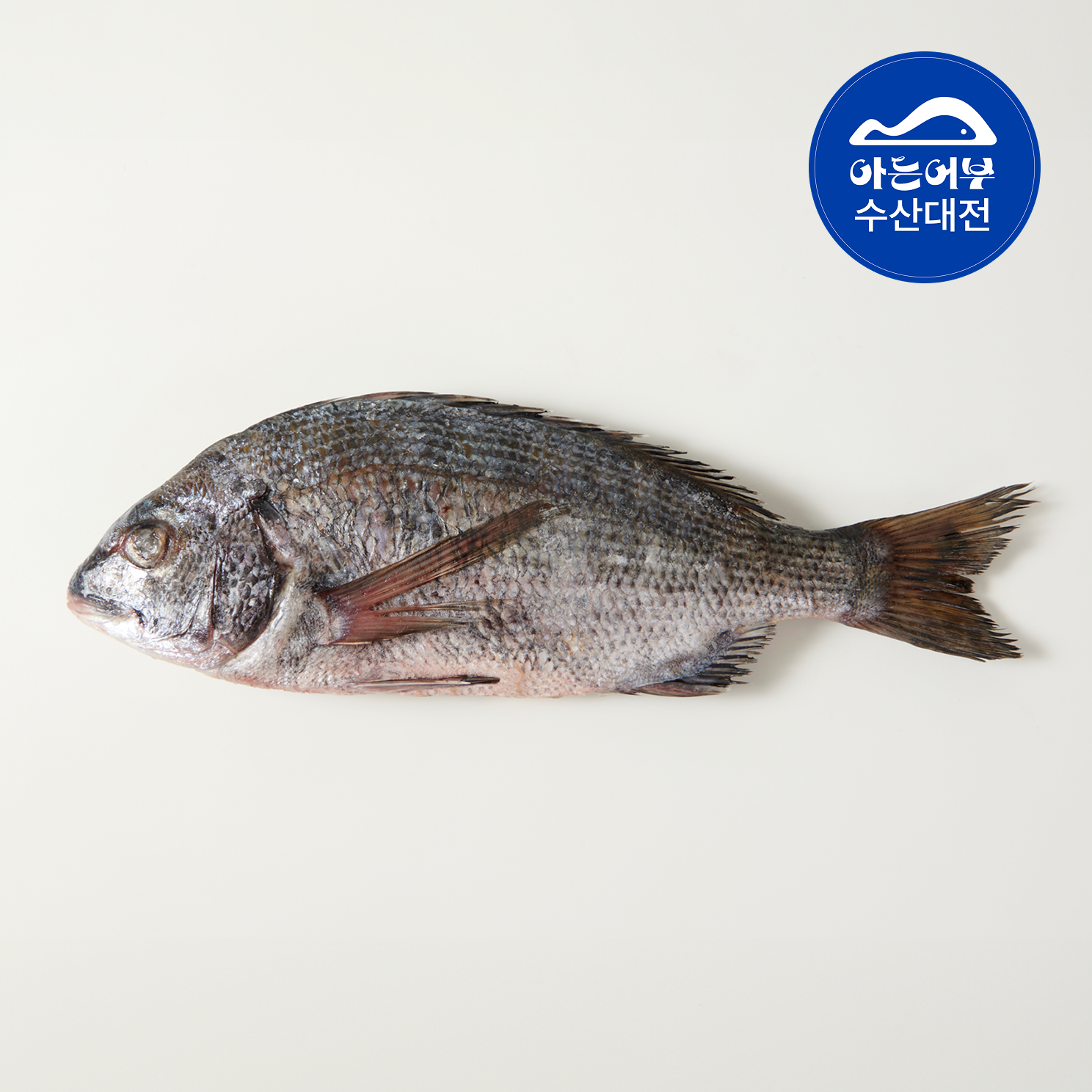 손질 반건조 감성돔 500g 제수용생선 제사생선 거제산 급랭 - 상품 이미지
