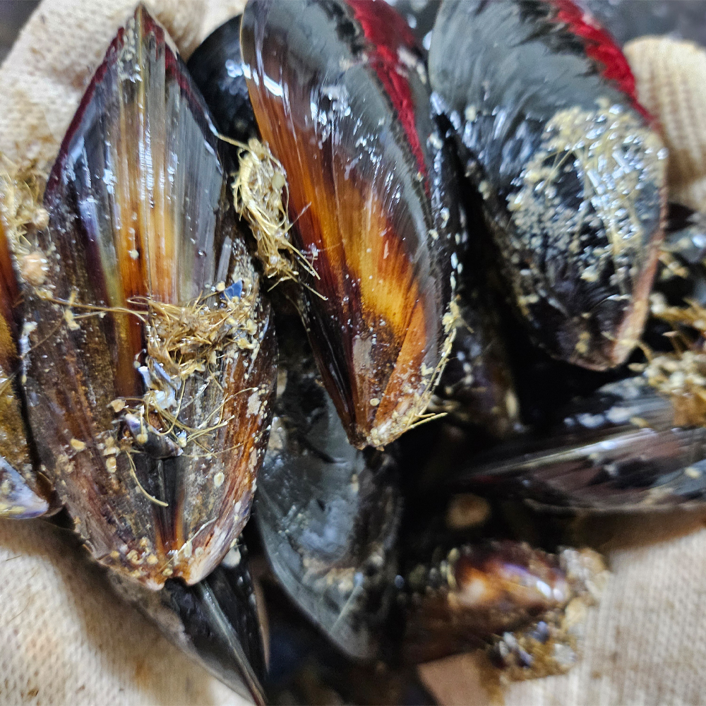 2026 국내산 자연산 해녀 홍합 섭 참담치 산지직송 제철 해산물 1kg - 상세 이미지 4