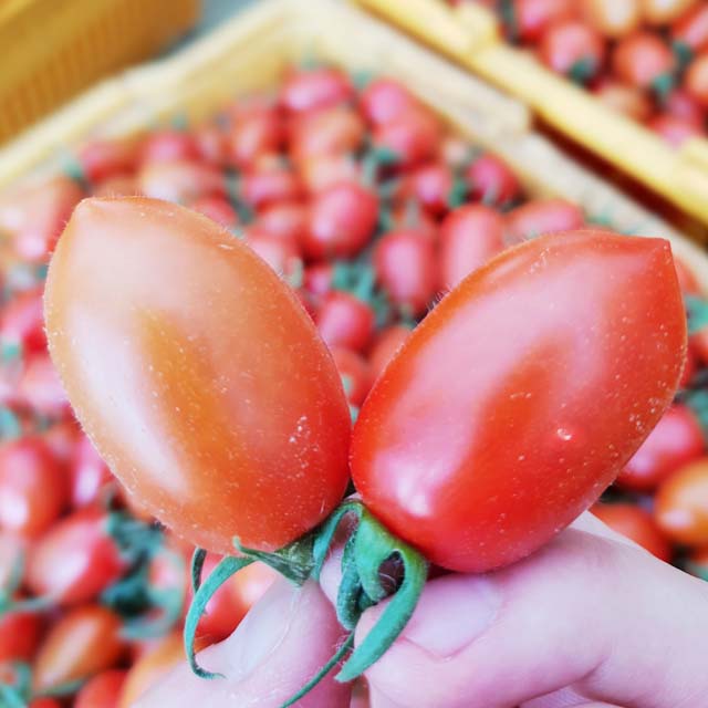 [농할20%] 새벽경매 국내산 대추 방울토마토 특품 1.5kg 3kg 이미지 6