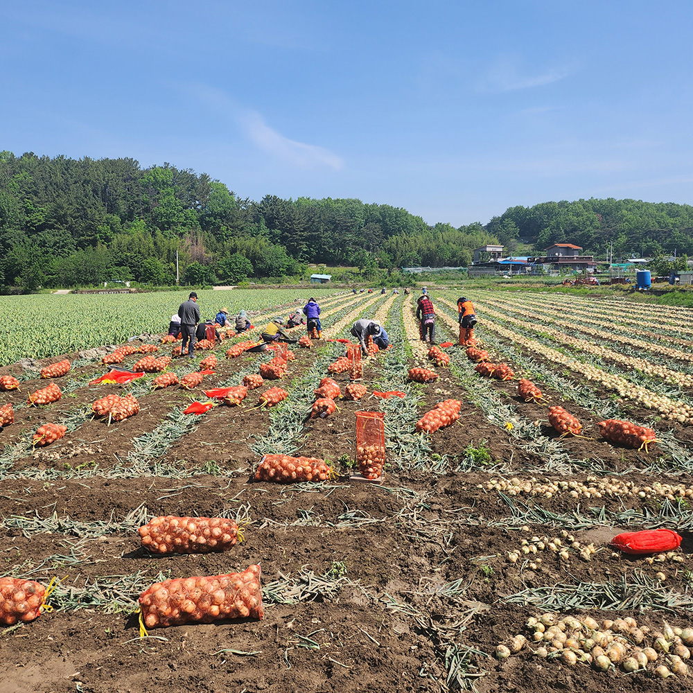 자연가득 경북 고령 햇 양파 짱아찌용 - 상세 이미지 5