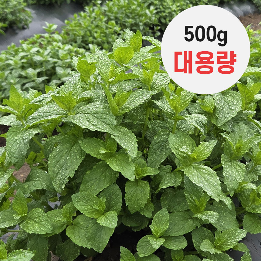 중량 10% UP 산지직송 스피아민트 500g 서산자연농원 - 상품 이미지