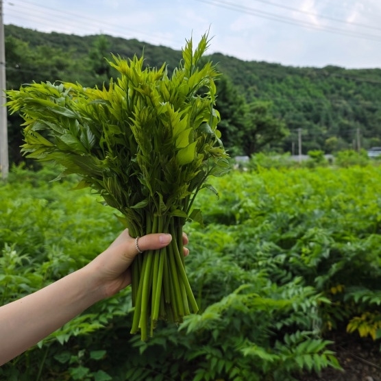 여름두릅 가시없는 제철 나물 자연산 농장 새벽 수확 신선한 국내산 1kg - 상품 이미지