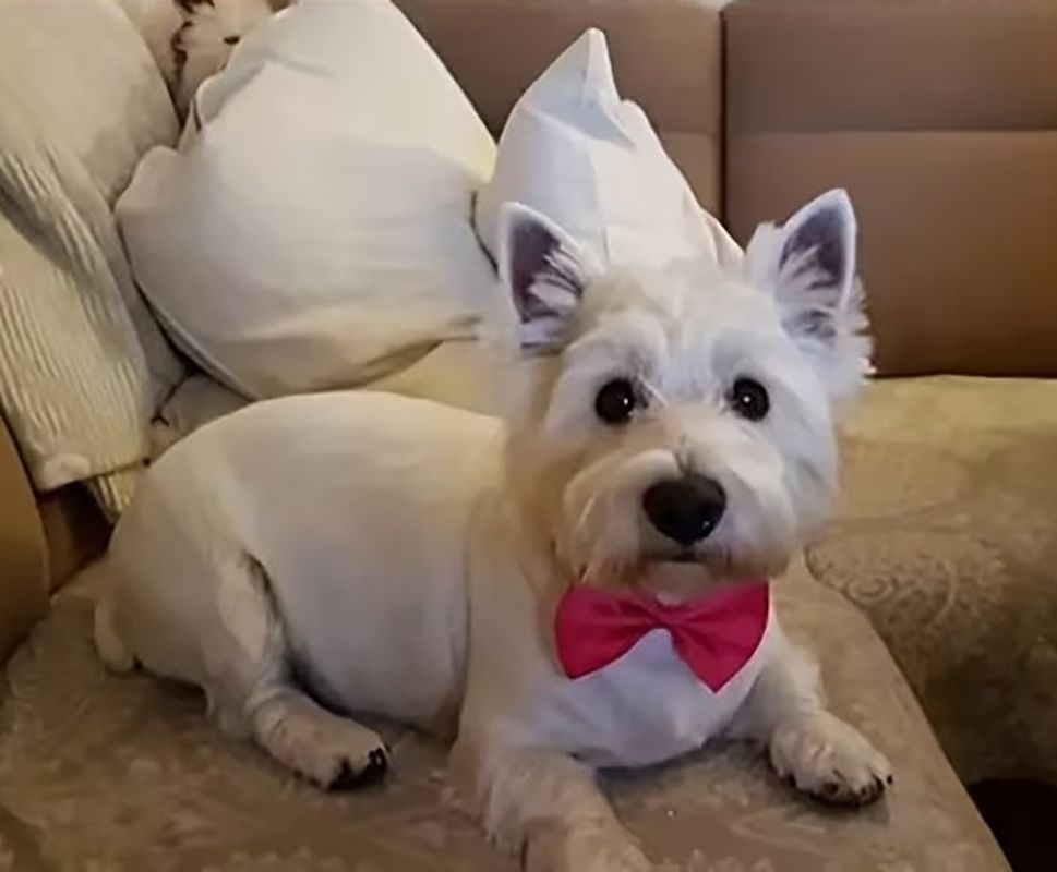 강아지 고양이 반려동물 옷 보타이 나비텍타이 애완견 반려견 반려묘 애견용품 결혼 굿즈 목줄 - 상세 이미지 3