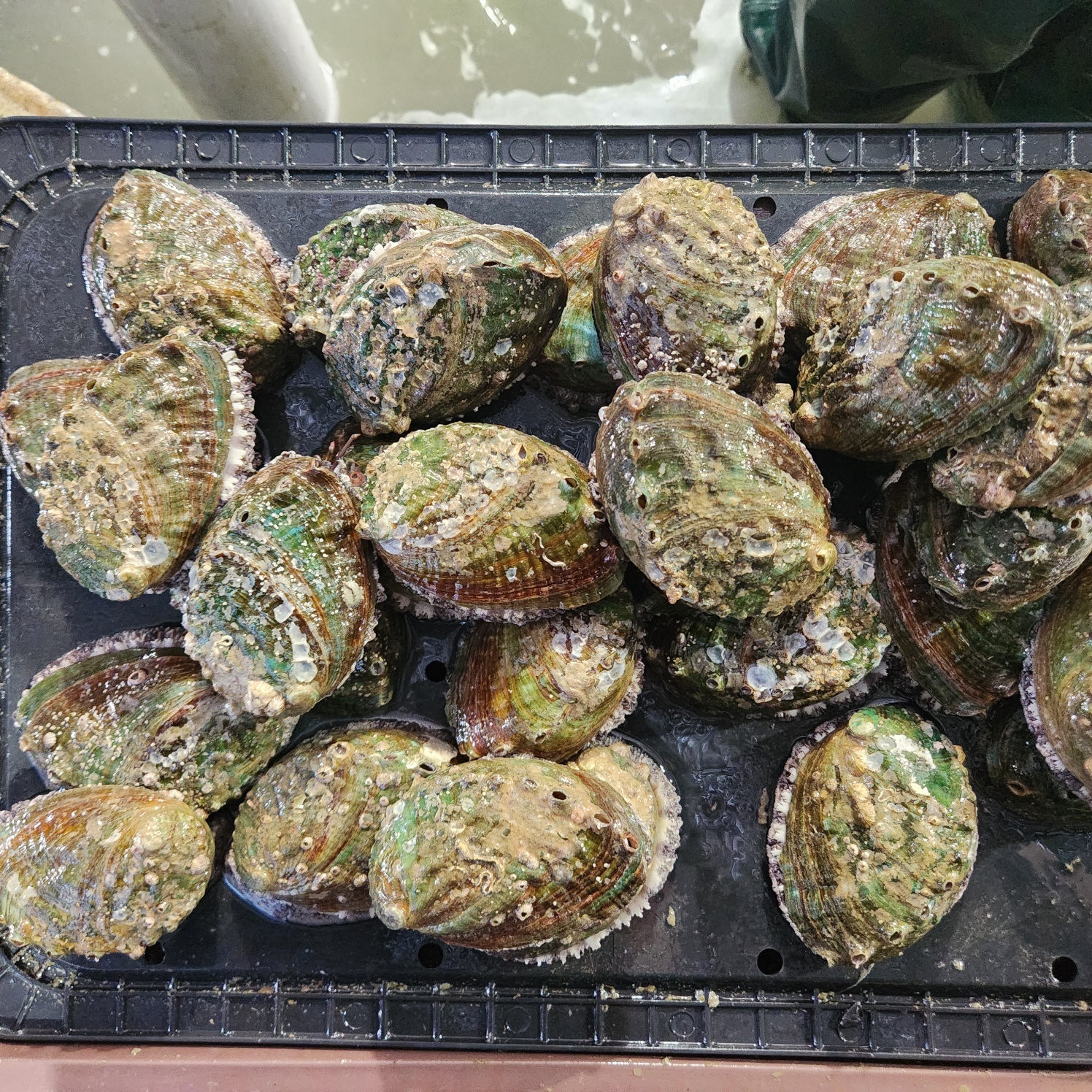 완도 활전복1kg / 특대/대/중/ 싱싱한 건강 보양식/ - 상세 이미지 2