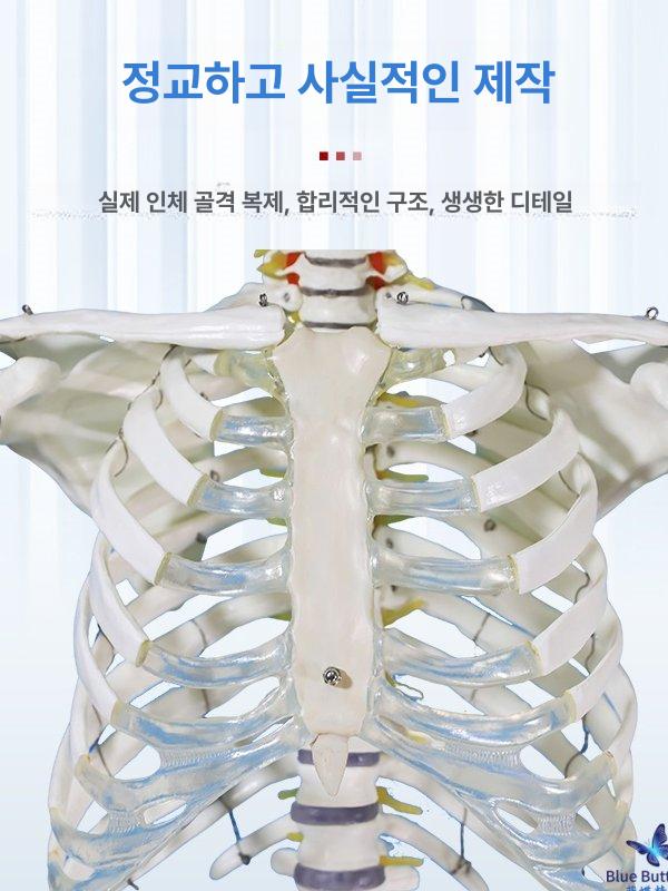 인체해부도 인체모형 해부학모형 170CM 골격모델 170CM 인체 골격 신경 모델 - 상세 이미지 3