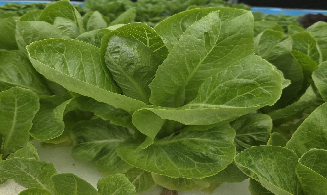 유러피안 샐러드 로메인 버터헤드 상추 유럽 600g 1kg 이미지 6