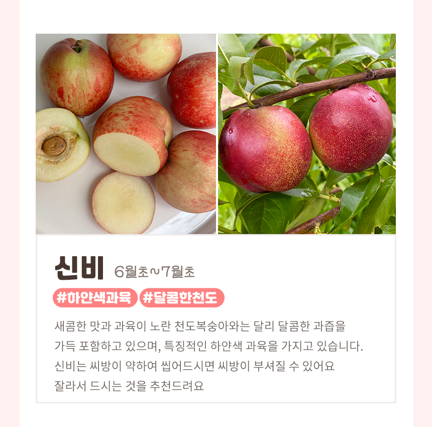 장호원 햇사레복숭아 감곡 딱복 딱 딱딱이복숭아 딱딱한 차돌 망고복숭아 물복숭아 신비복숭아 - 상세 이미지 3