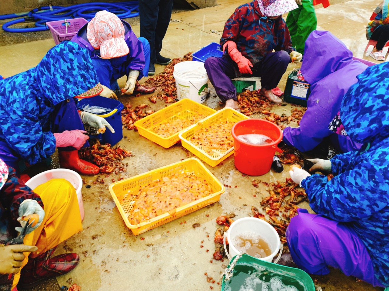 자연산 울진 /생멍게무침1kg / 500g+500g /새콤달콤 밥도둑 별미 - 상세 이미지 4