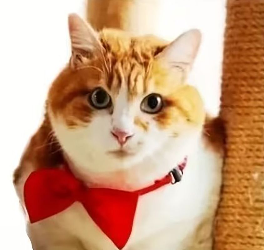 강아지 고양이 반려동물 옷 보타이 나비텍타이 애완견 반려견 반려묘 애견용품 결혼 굿즈 목줄 - 상세 이미지 4