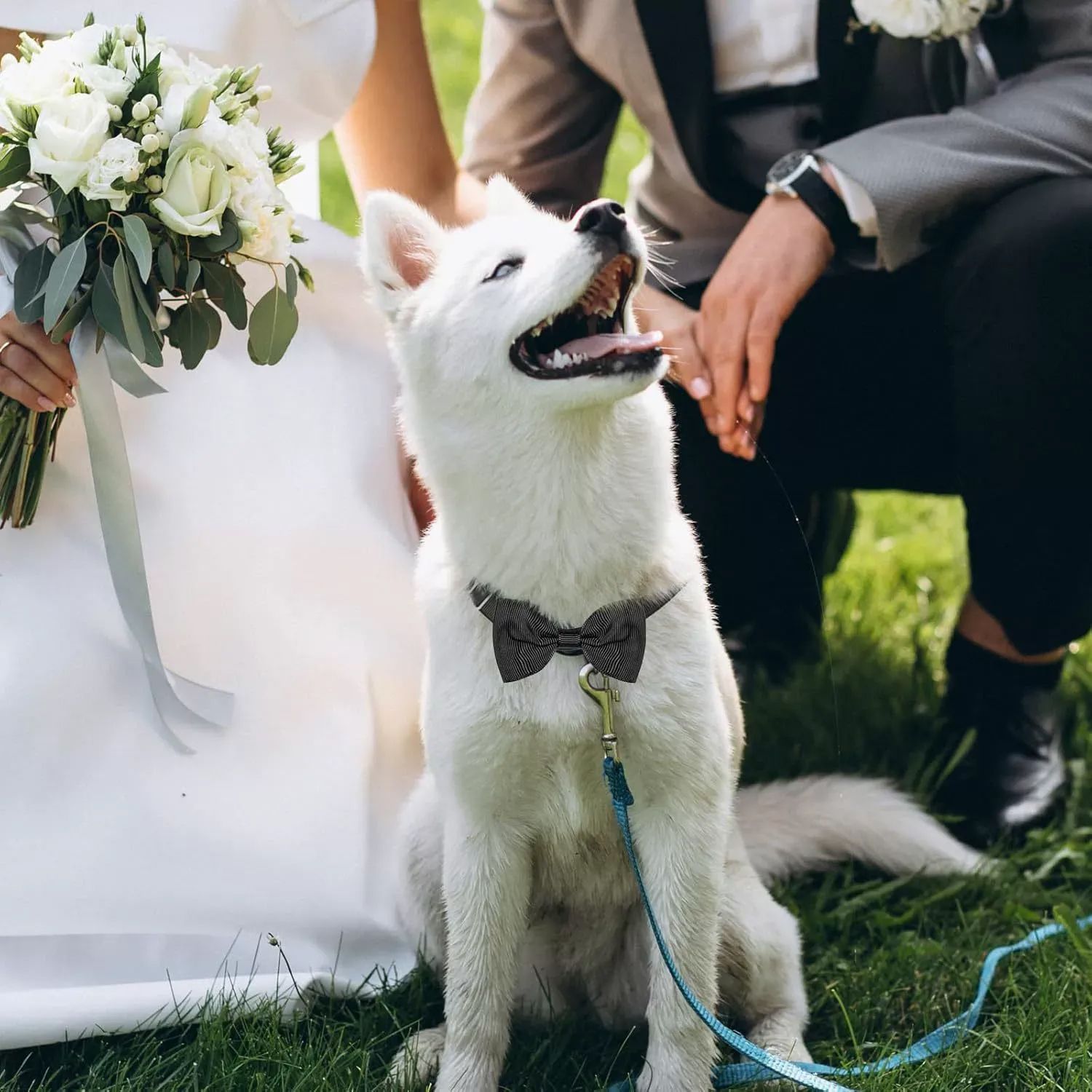 강아지 고양이 반려동물 옷 보타이 나비텍타이 애완견 반려견 반려묘 애견용품 결혼 굿즈 목줄 이미지 8