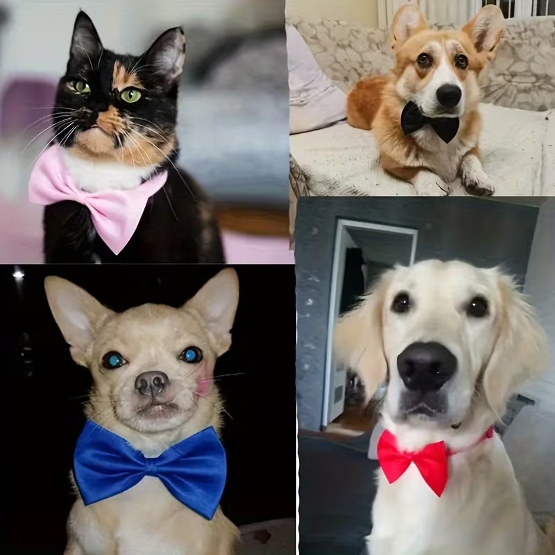 강아지 고양이 반려동물 옷 보타이 나비텍타이 애완견 반려견 반려묘 애견용품 결혼 굿즈 목줄 - 상세 이미지 5
