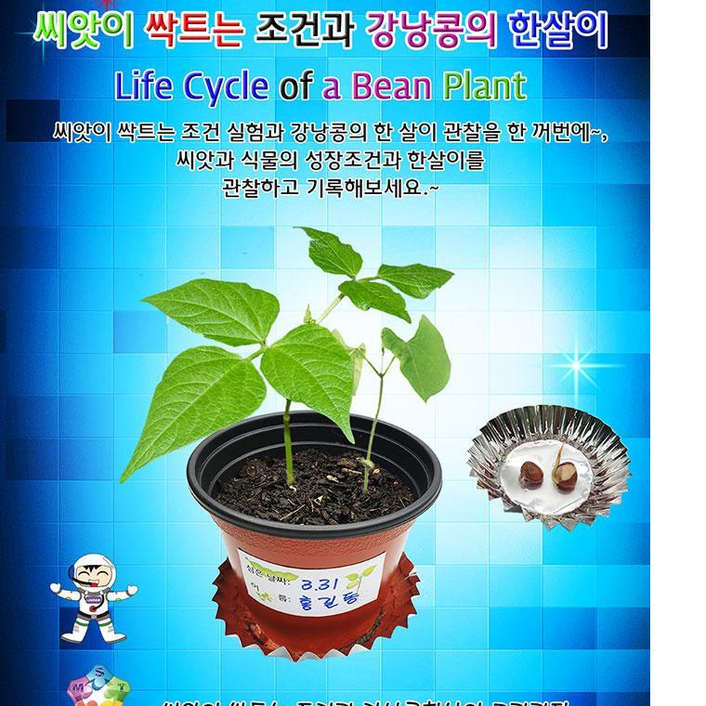 강낭콩한살이관찰키트 씨앗싹틔우기 강낭콩화분풀세트 4인용세트 - 상세 이미지 2