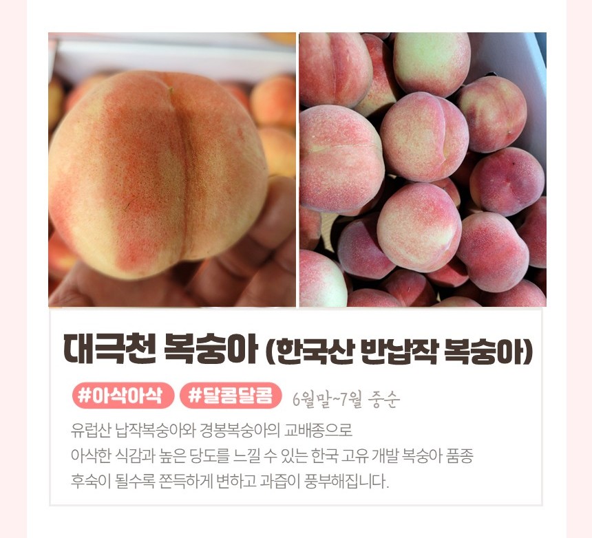 대극천복숭아 딱복 납작복숭아 딱 딱딱한 딱딱이복숭아 천도 망고복숭아 오월도 물복숭아 물복 상품 이미지