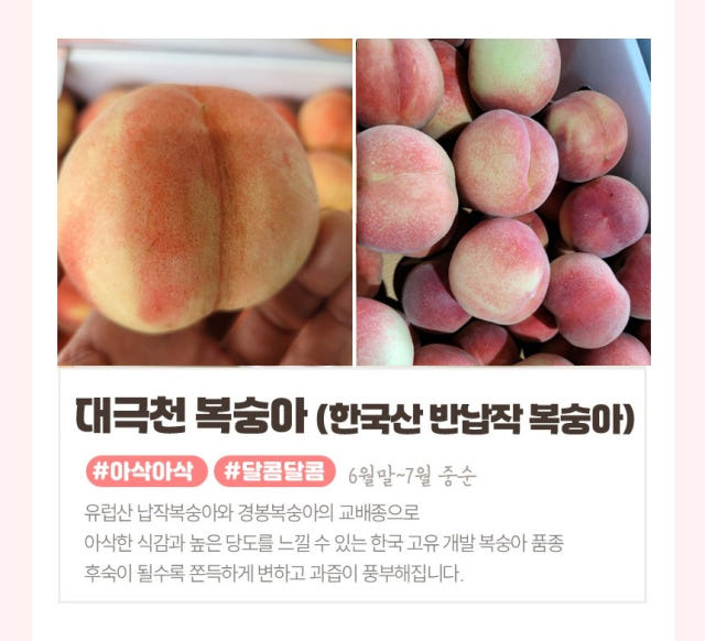 대극천복숭아 딱복 납작복숭아 딱 천도 물복숭아 딱딱한 딱딱이복숭아 신비복숭아 1kg2kg — 가성비 측면에서 비교하자면?