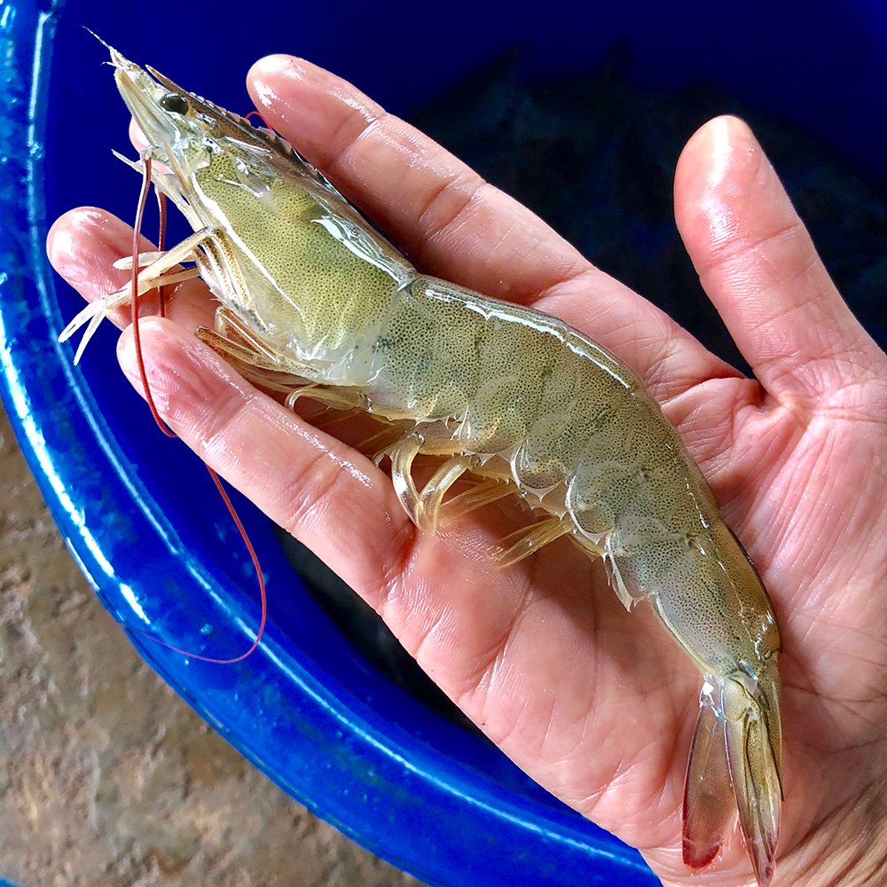 네이버 대한민국농수산 국산 흰다리새우 1kg 왕새우