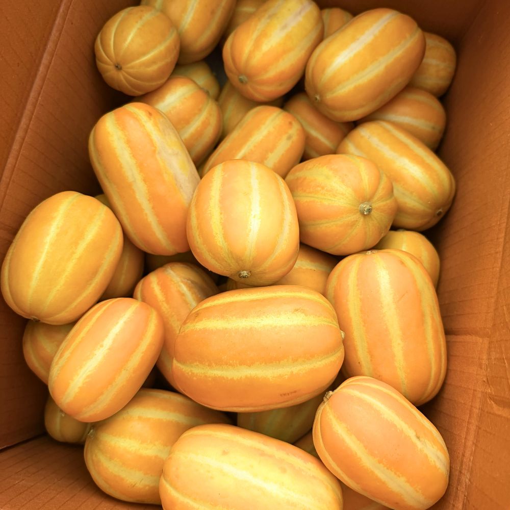 국대참외 고당도 성주 꿀참외 가정용 5Kg 중대 9~18과 이미지 6