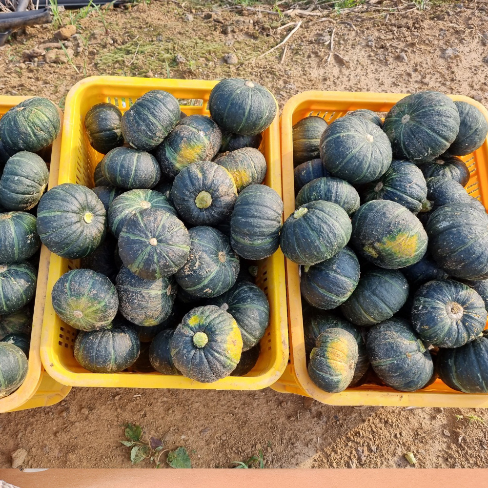 제주 보우짱 미니 단호박 밤호박 5kg 10kg 제주미니밤호박 고당도 달콤 간식용 제주직송 이미지 8
